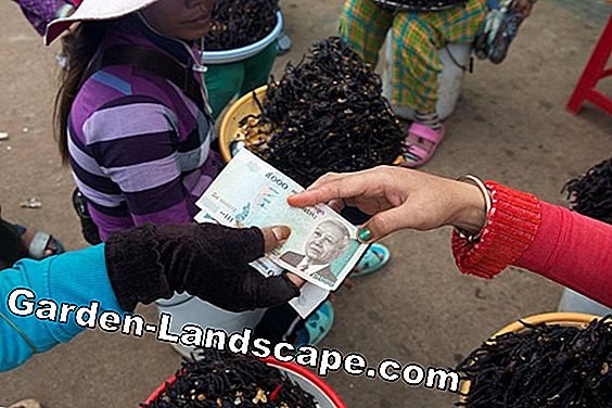 Càng ngày càng có nhiều bọ cánh cứng trong vườn
