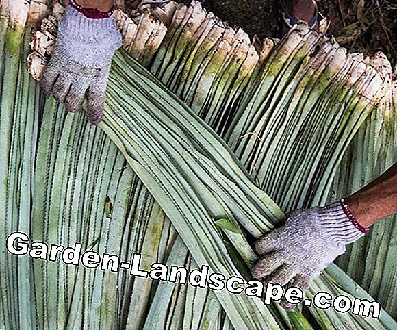 Cây dứa tự nhân lên