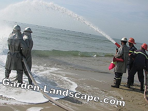 Anh đào: phun chống ruồi đục quả: 7 biện pháp chống giun