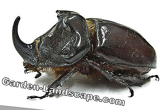 Rhinoceros beetle: Profile + promoot het nuttige insect in de tuin: tuin