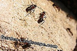 Les fourmis sont très utiles dans le jardin
