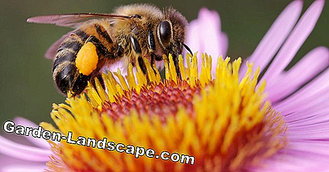 Larangan luas Uni Eropa pada neonicotinoid yang merusak lebah