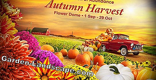 Autumn anemones - Tips til pleje og den rigtige placering