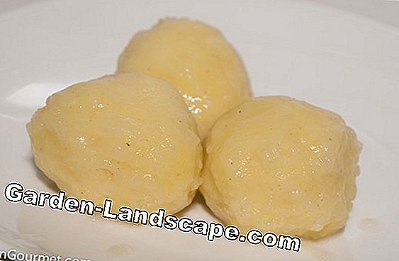 Kartoffel Dumplings Opskrift - Instruktioner & Tips
