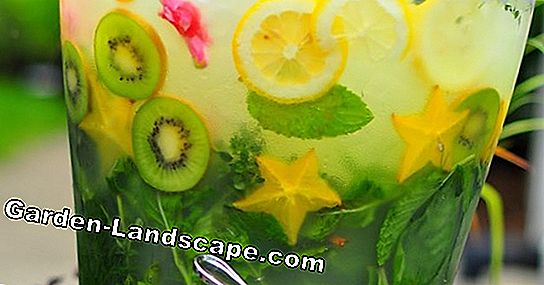 Herbal lemonade: 2 opskrifter til at lave din egen