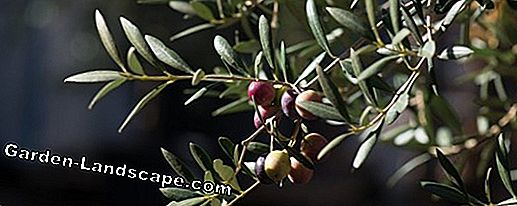 Plant oliventræ på marken - Vigtige noter på tid, beliggenhed, jord og vinter