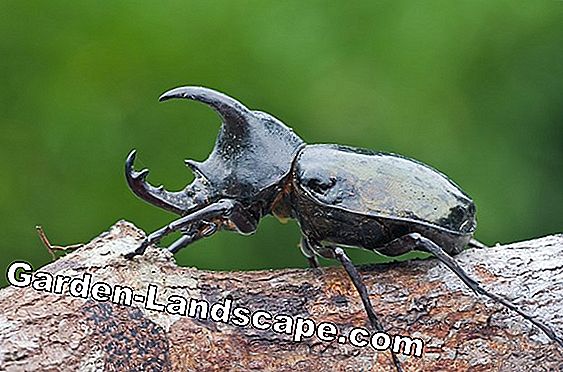 Rhinoceros beetle: Profil + mempromosikan serangga menguntungkan di kebun