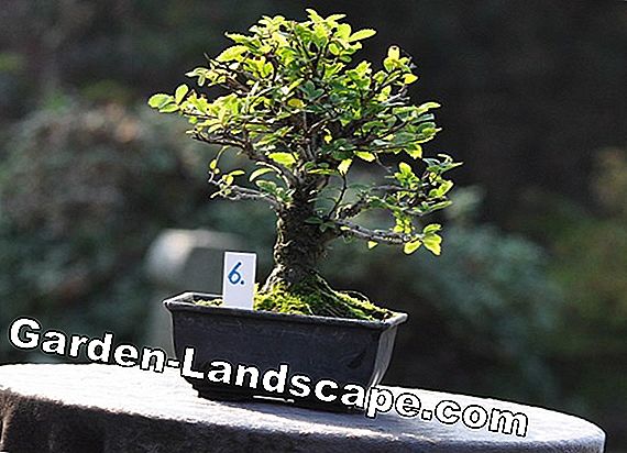 Køb bonsai potter - hvilke coasters er egnede?