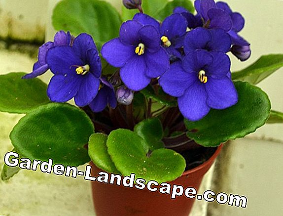 African Violet, Saintpaulia - peduli, merambat dan berbunga