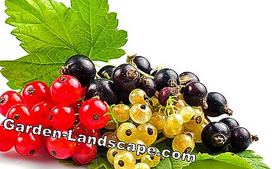 Currant (Ribes)