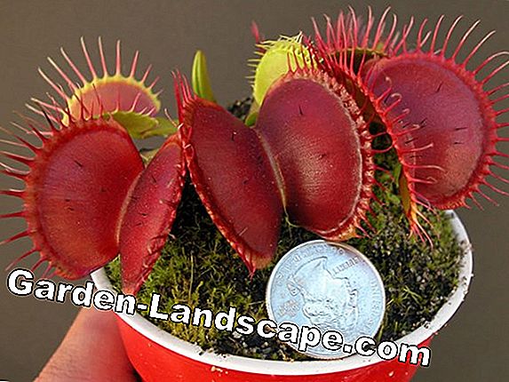 Maintain Venus Flytrap - That's how the green huntress gets really strong