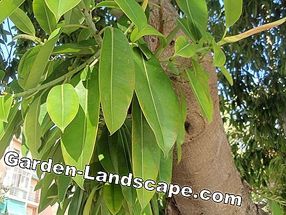 Er Ficus elastica / gummitræ giftig? Information til børn / babyer