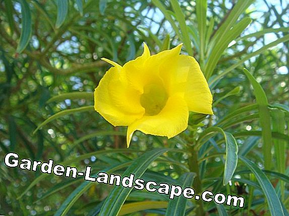 Oleander multiplicere - trin for trin instruktioner