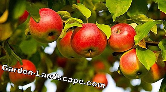 Den bedste frugttræ gødning - Stiftelser af frugt træ befrugtning
