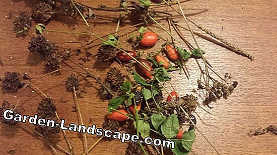 Høsttid for currant og krusebær