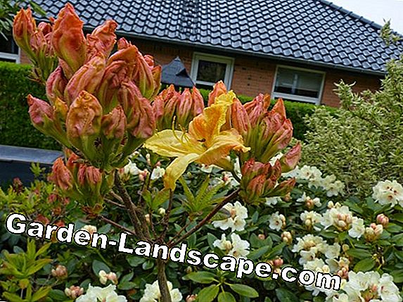 Rhododendron: De nye super sorter