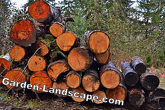 Alder wood - Priser, køb, funktioner - Træ af alder