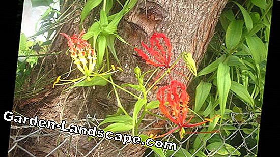 African Climbing Lily, Gloriosa rothschildiana - perawatan