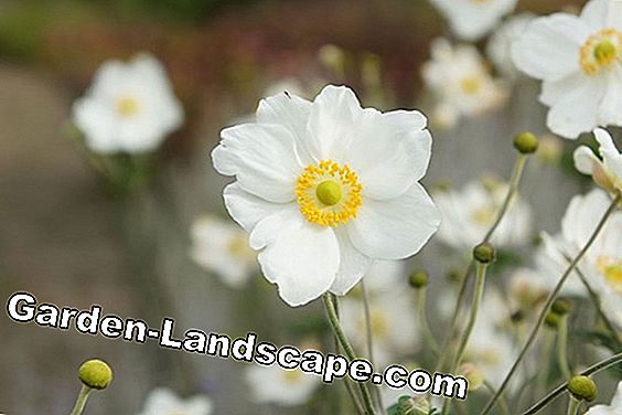 Anemone, Hvid Anemone - Plantning og pleje Tips