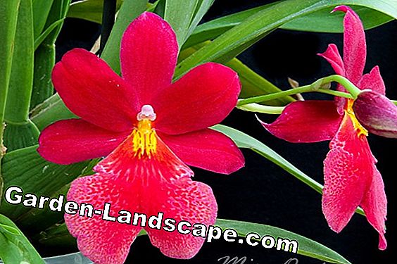 Cambria Orchid - pleje, formering og skæring