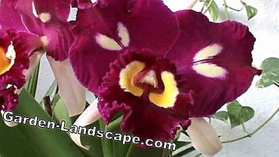 Cattleya Orchids - pleje og repot ordentligt