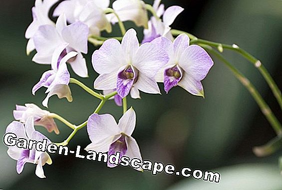 Dendrobium Orchids - skæring og formering gennem offshoots