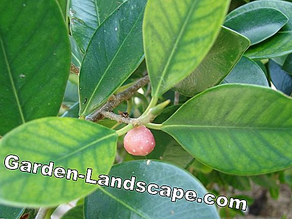 Ficus Ginseng microcarpa - pleje af laurbær fig