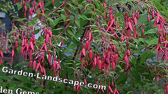 Fuchsias multiply - seeds and cuttings
