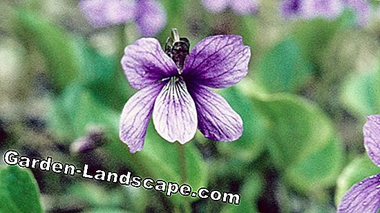 Have violer, violer - pleje i haven