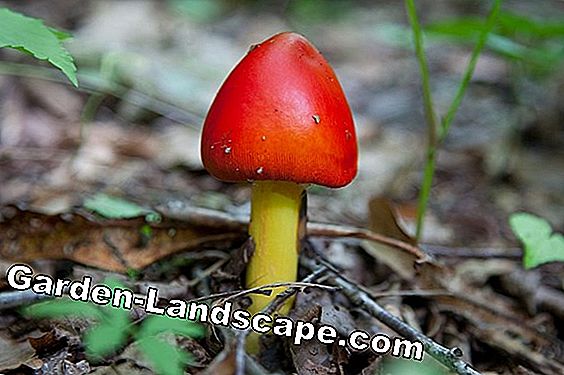 Brilliant Mushroom Red Robin - care and cutting