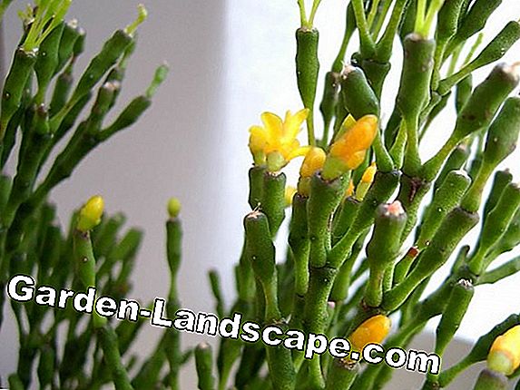 Hatiora salicornioides, Clubbane Cactus - Care Tips