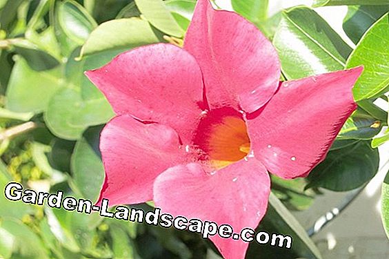 Dipladenia 'Sundaville red' - perawatan Mandevilla sebagai houseplant