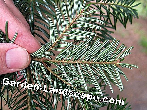 Nordmann fir, Abies nordmanniana - peduli di taman / pot