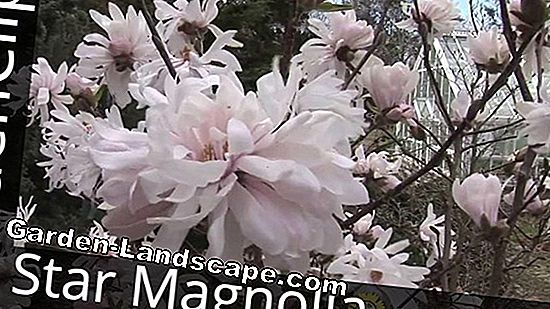 Plants: Star Magnolia, Magnolia stellata - Nursing Guide | 2023