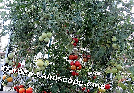 Plant Tomatoes - From Care to Harvest