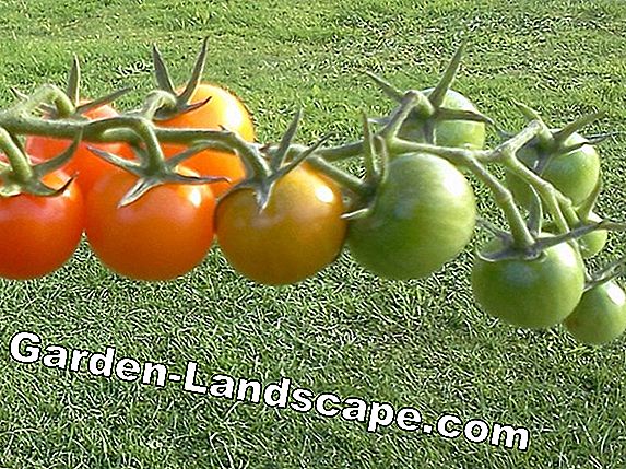 Ripen green tomatoes