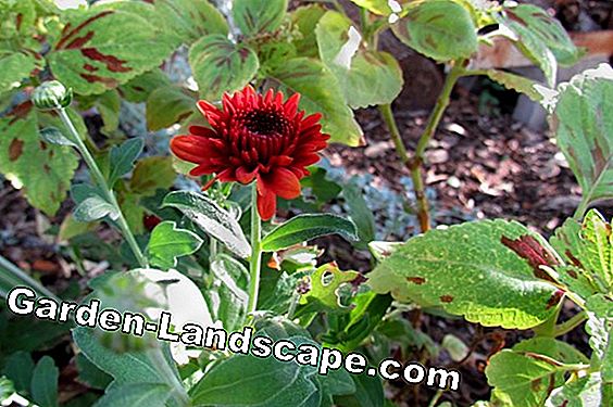 Chrysanthemum rust - How to fight the pest