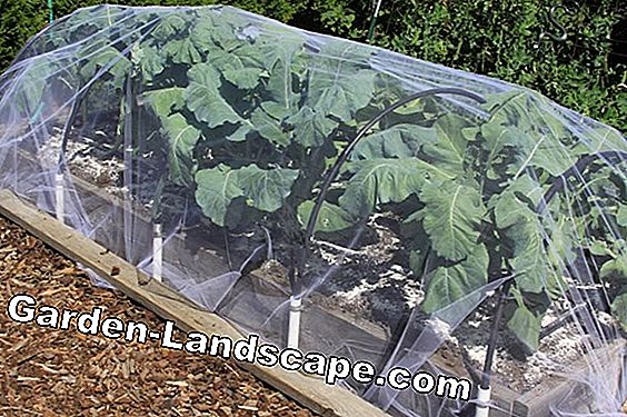Screen protection in the garden - there are these possibilities
