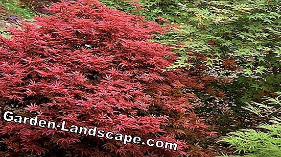 The Japanese Maple - 4 tips for planting and care