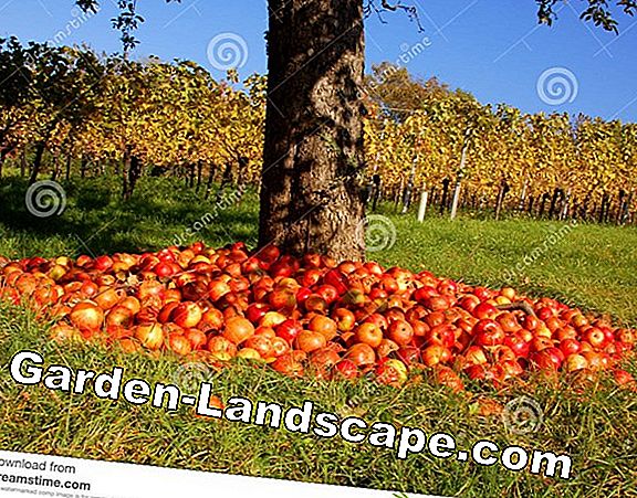 Pile apple trees - 3 varieties