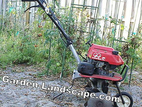 Remove weeds from the garden track - 3 tips
