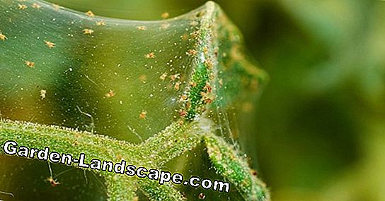 Fight spider mites on indoor plants - 5 effective tips