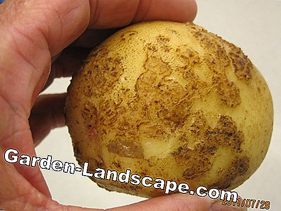 Potato Diseases - Detecting and Fighting