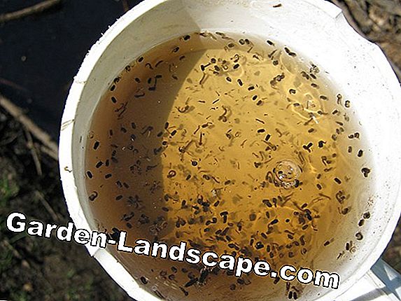 mosquito larvae in rain barrel crush prevention tips