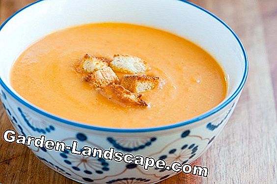 Zucchini soup - 3 delicious recipe ideas