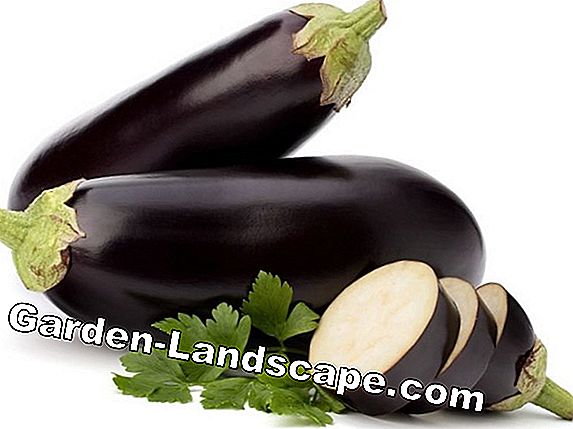 Eggplant Nutrition Facts - This is in the healthy vegetables