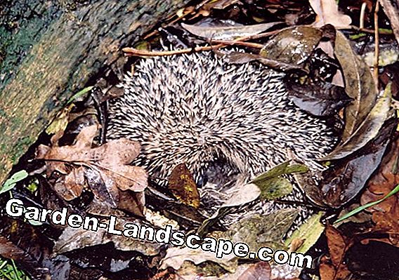Build hedgehogs winter quarters - video tutorial
