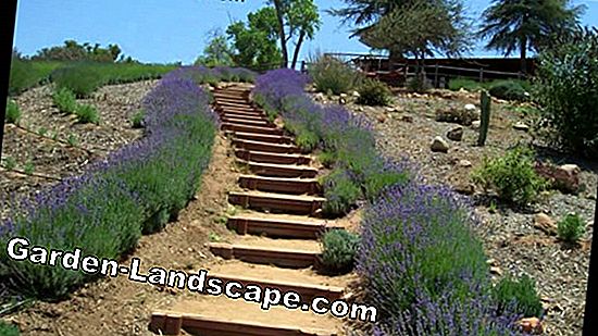 Video: Cutting lavender - instructions and the right time