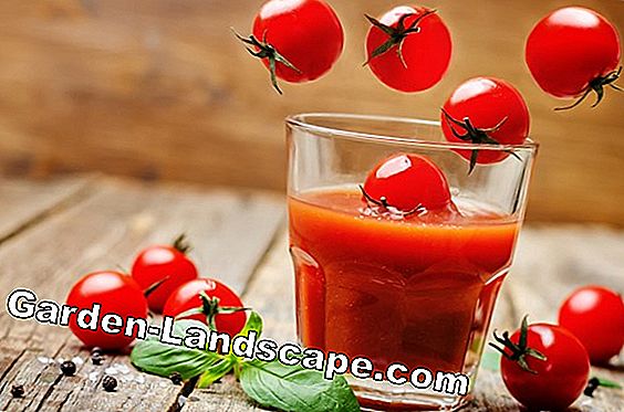 Video: Vegetarian Tomato Quiche - Quick & Easy Homemade