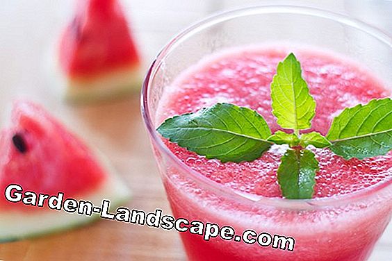 Make watermelon smoothie yourself - video tutorial & recipe